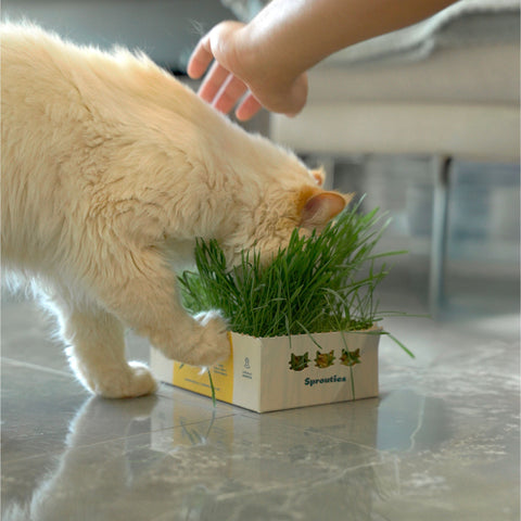 Fresh Oat Cat Grass - Sprouties