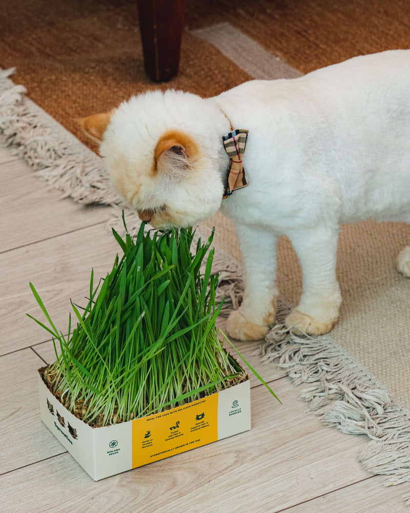 Fresh Oat Cat Grass - Sprouties