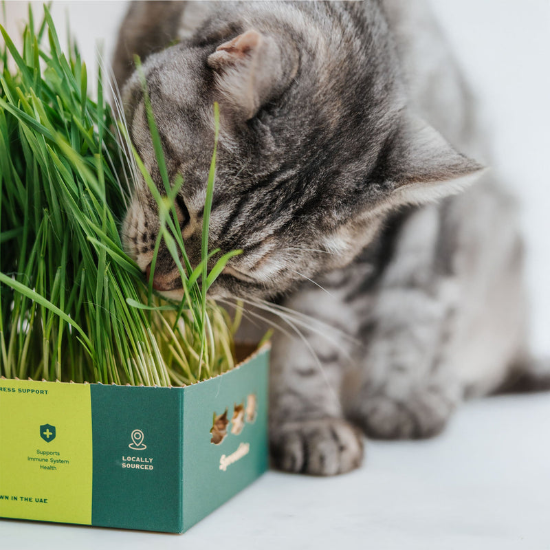 Fresh Wheat Cat Grass - Sprouties