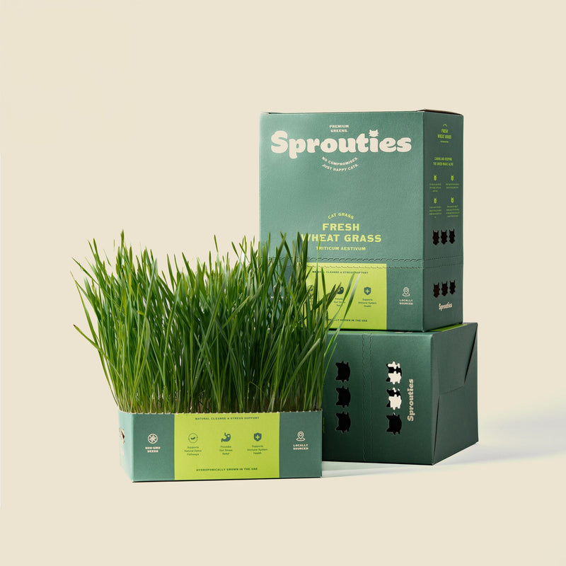 Fresh Wheat Cat Grass - Sprouties