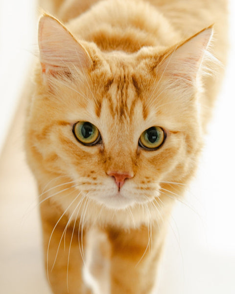 5 Common Questions About Cat Grass, Answered - Sprouties