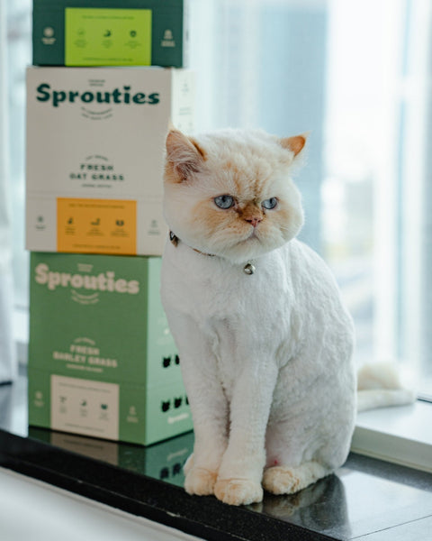 A Brief History of Cat Grass - Sprouties