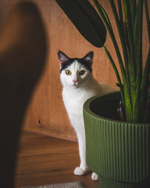 A Guide to Cat-Friendly Greens for Your Home - Sprouties