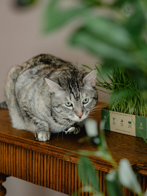 At Home with a Newly Adopted Cat - Sprouties