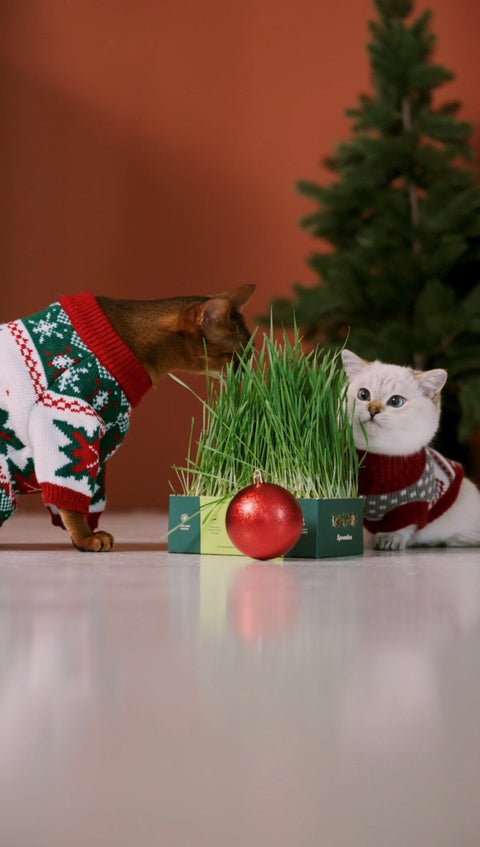 At Home with an Indoor Cat - Sprouties