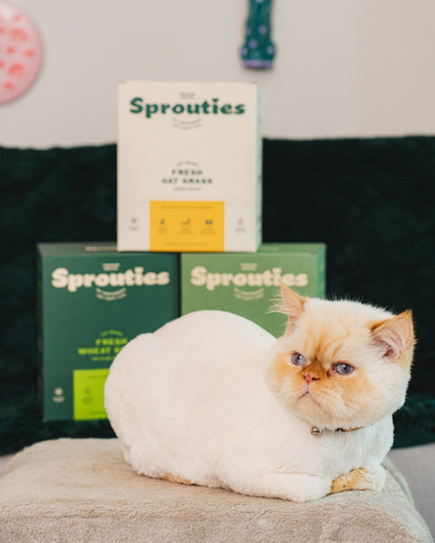 At Home with the Box: Finding Its Spot - Sprouties