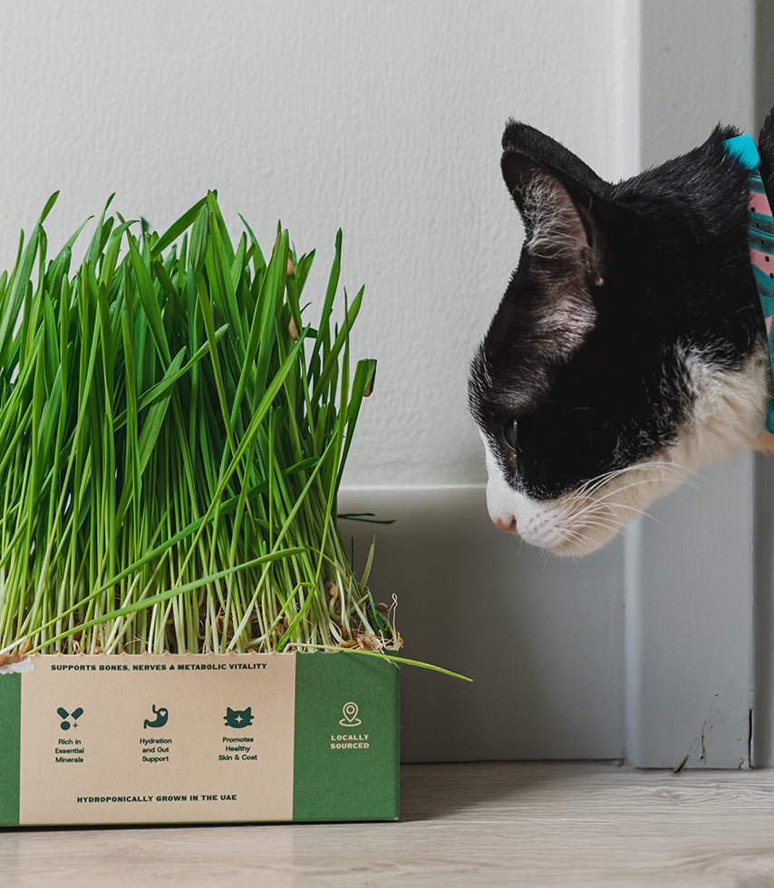 Cat Grass Benefits: A Complete Guide for Indoor Cat Owners – Sprouties