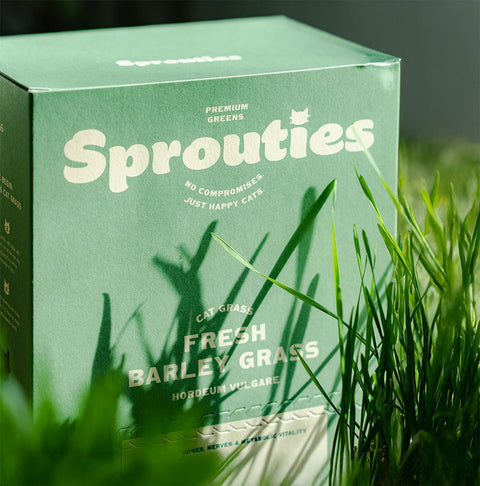 Cat Grass in the UAE: Everything You Need to Know - Sprouties