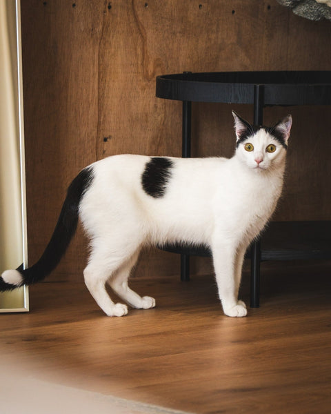 Cats and Plants: What Scientists Have Found So Far - Sprouties