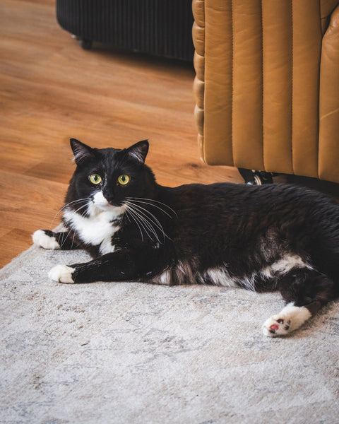 Do Cats Only Eat Grass When They're Sick? - Sprouties
