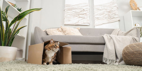 Don't Throw Away That Box: Your Cat Needs It More Than You Think - Sprouties