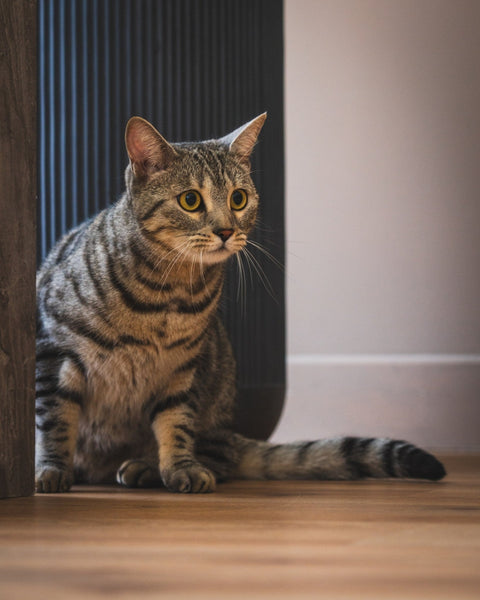 Gift Guide for Cat People - Sprouties