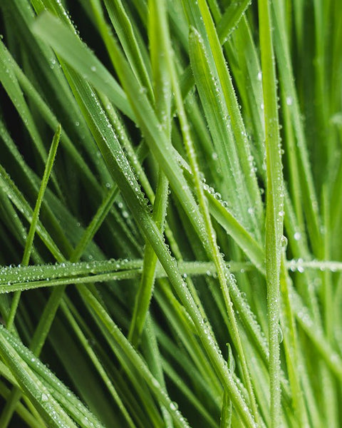 Hairball Prevention for Cats: How Fresh Grass Helps - Sprouties