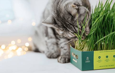 How to Choose Safe Houseplants for Indoor Cats - Sprouties