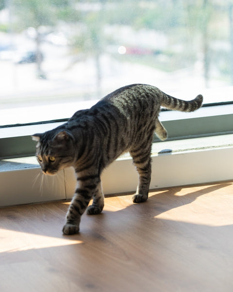How Wild Cats' Taste for Greens Came Indoors - Sprouties