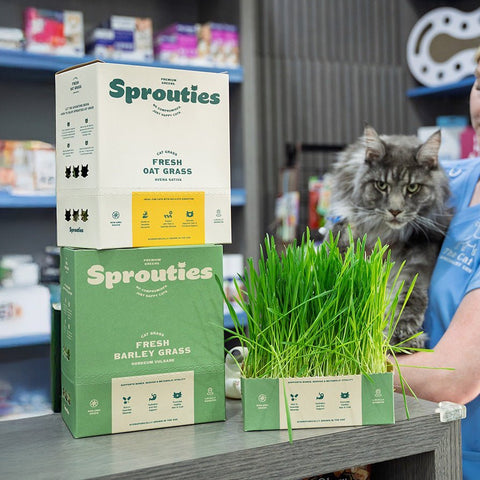 Is Cat Grass Safe? What Veterinarians Say - Sprouties