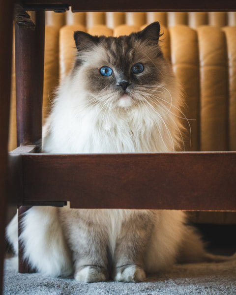 The Basics of Grass for Adult and Senior Cats - Sprouties