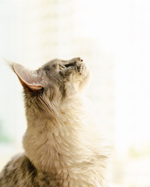 Ultimate Guide to Grass in a Multi-Cat Home - Sprouties