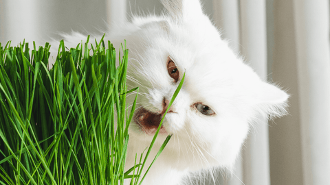 Understanding Cat Treats and Why We Do It - Sprouties