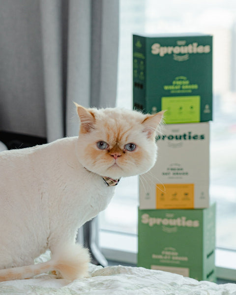 Vet Approved: What It Means for Your Cat's Box - Sprouties