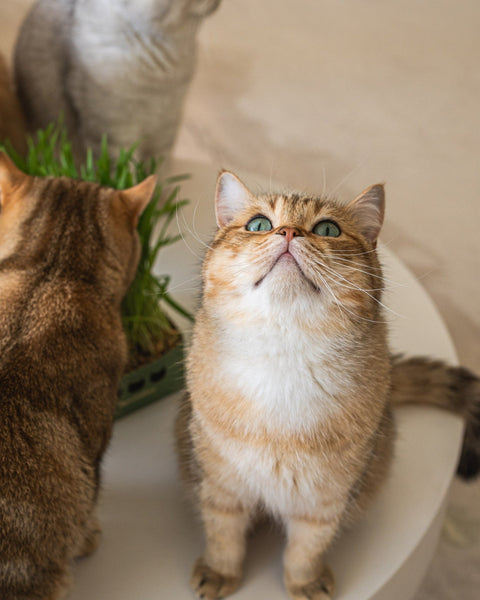 What Your Cat's Grass Habits Say About Them - Sprouties