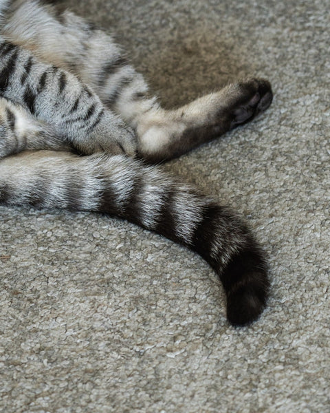 Why Do Cats Eat Grass? - Sprouties