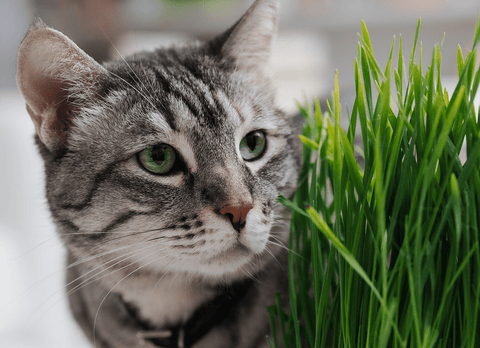 Why Does My Cat Eat My Plants? - Sprouties