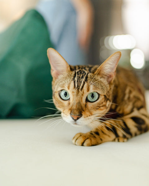 Why Does My Cat Eat My Plants? - Sprouties