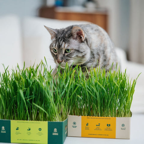 Optimizing Indoor Cat Nutrition with Fresh Greens