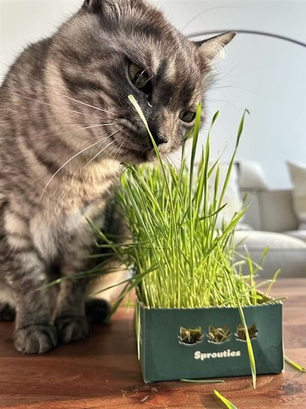 A black and white cat nibbling fresh grass from a Sprouties box.