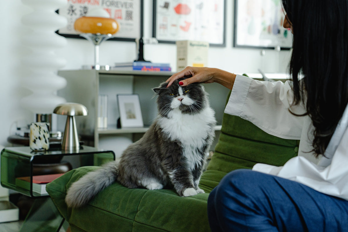 A woman stroking a grey and white cat on a green sofa at home