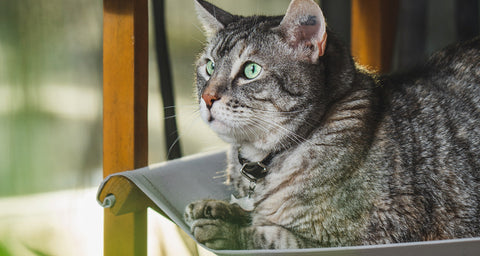 Cat sitting on a chair with a blurred green outdoor background