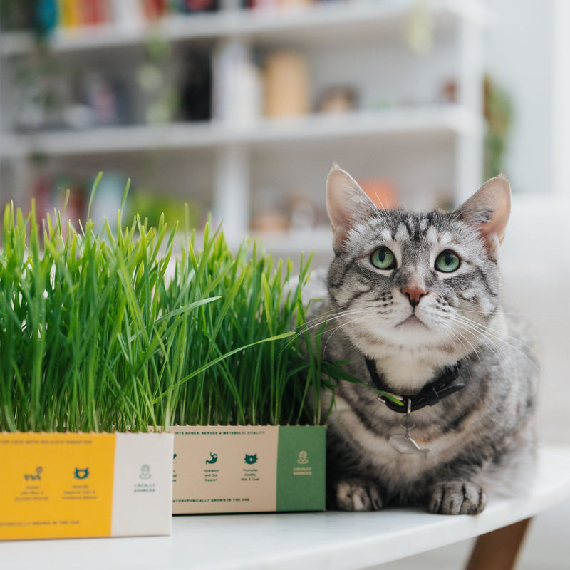 Barley and Oat Rotation - Sprouties