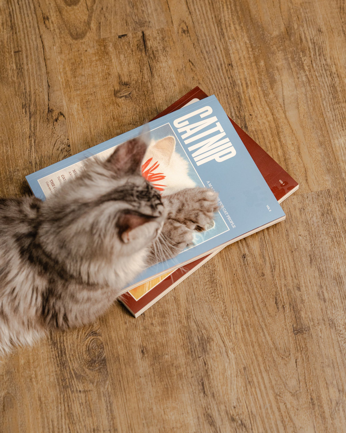 A fluffy grey kitten stretched out across a stack of Catnip magazines