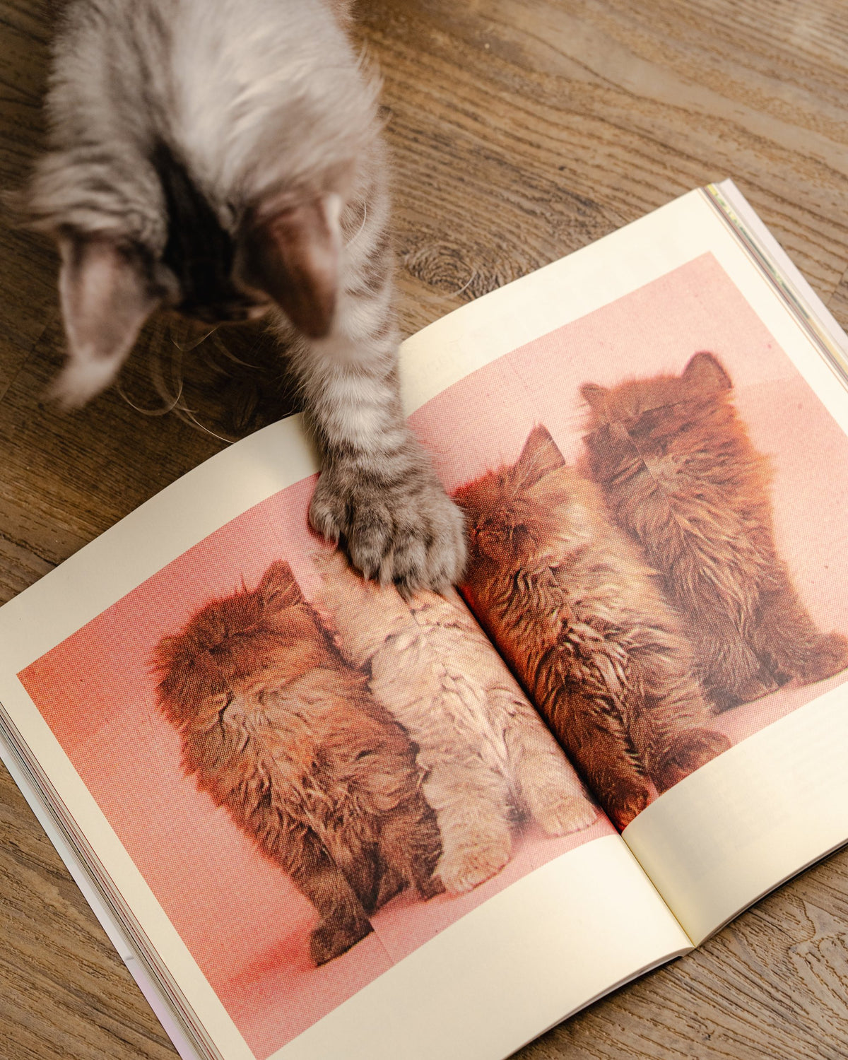 A fluffy grey kitten pressing a paw onto an open Catnip spread of kittens