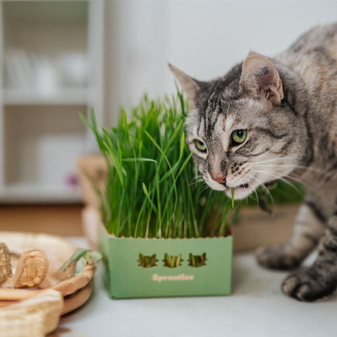 Fresh Barley Cat Grass - Sprouties