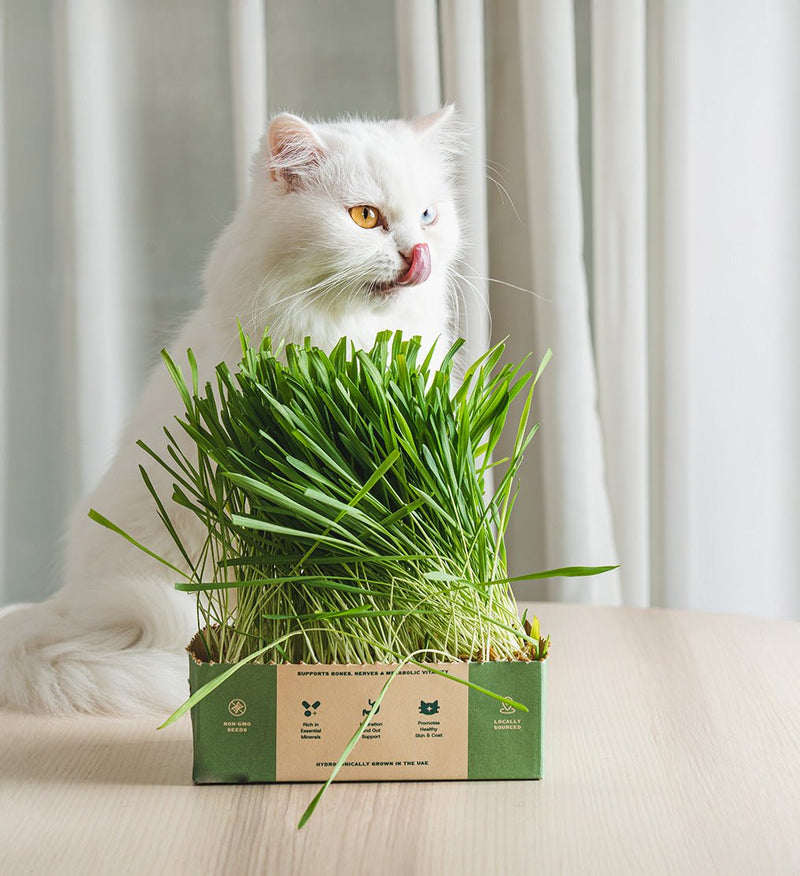 Fresh Barley Cat Grass - Sprouties