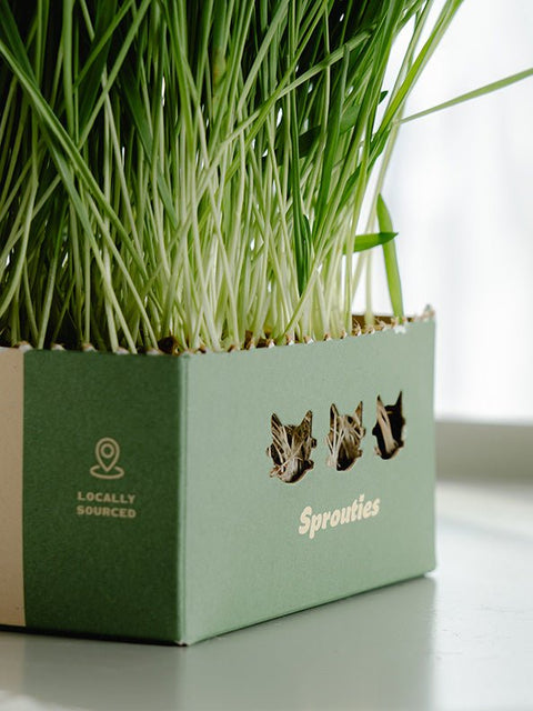 Fresh Barley Cat Grass - Sprouties