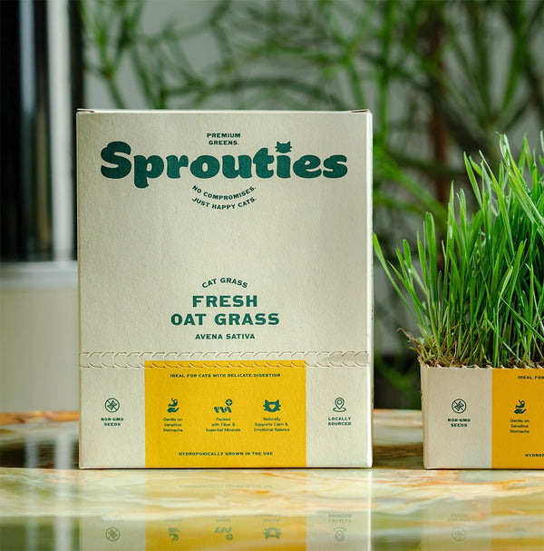 Ready-Grown Organic Oat Cat Grass - Fresh Live Box | Sprouties UAE