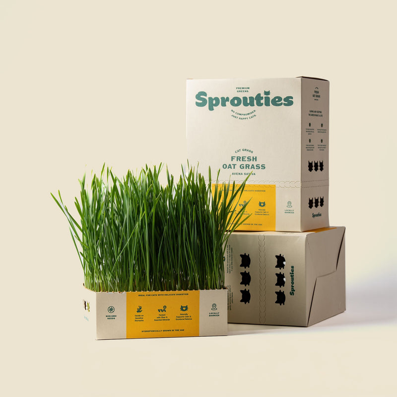 Fresh Oat Cat Grass - Sprouties