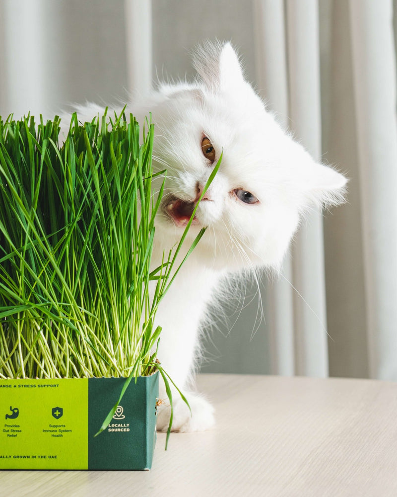 Fresh Wheat Cat Grass - Sprouties