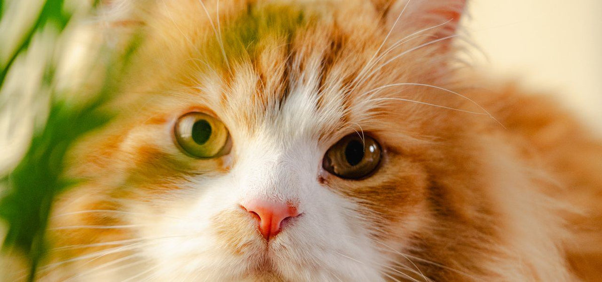 A long-haired ginger and white cat looking into the camera through soft green leaves.