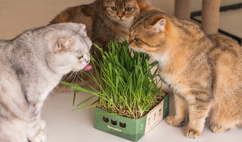 Three cats gathered around an open Sprouties box of fresh grass, one taking a nibble.