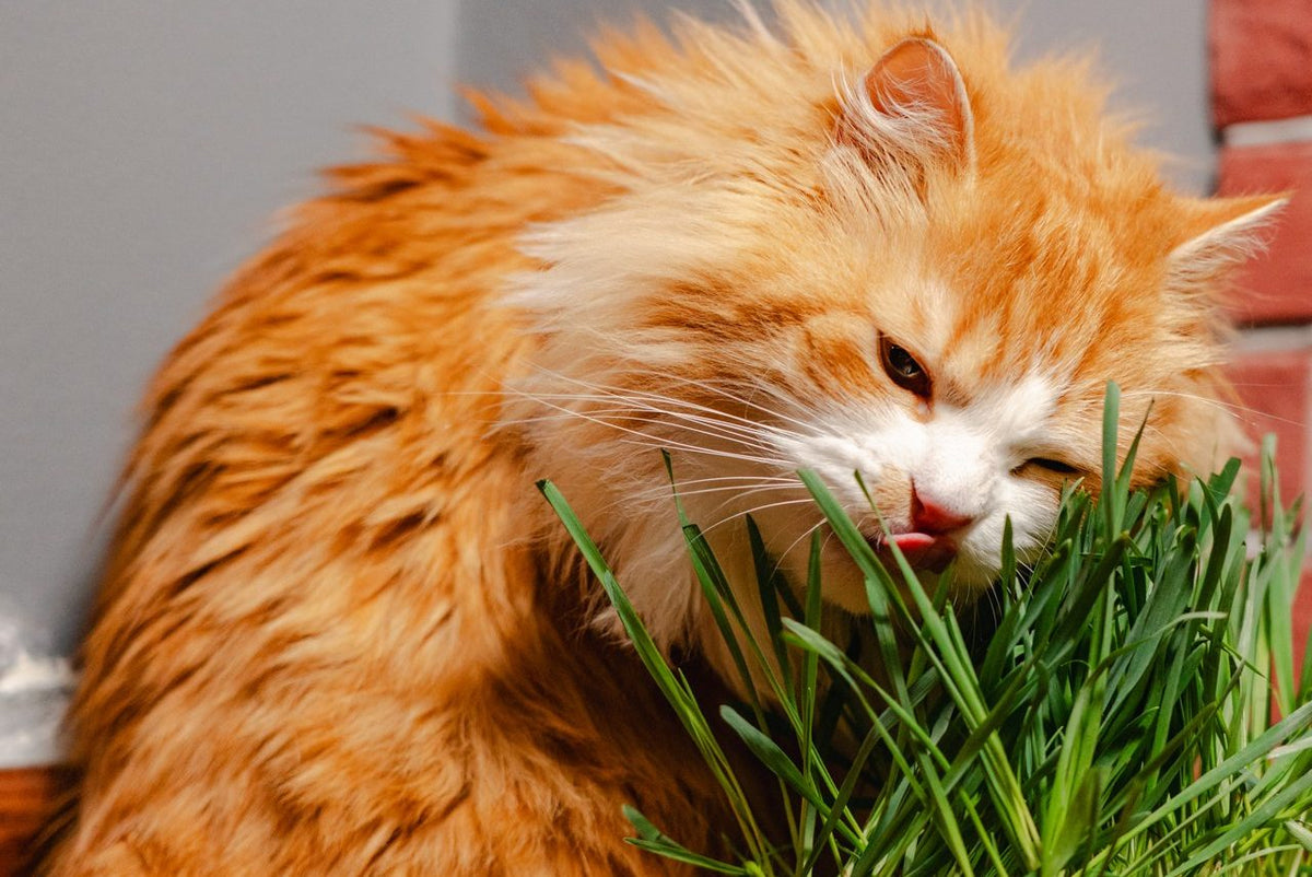 A long-haired ginger cat licks fresh cat grass, tongue out.