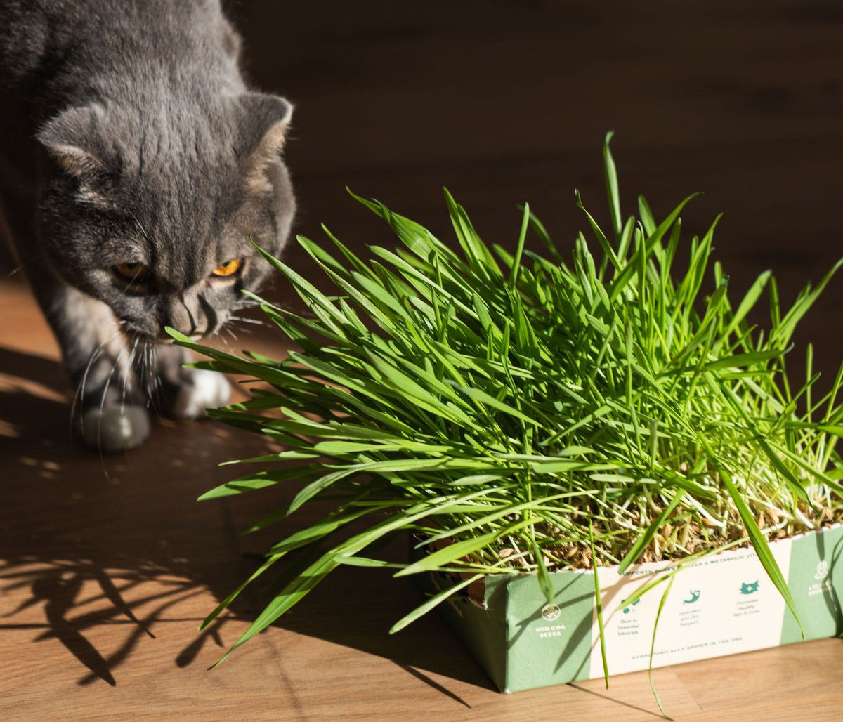 A grey cat leaning in to sniff a full Sprouties box of fresh grass on a sunny floor.