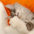 Silver Maine Coon cat biting the Kicker cat toy and bunny-kicking it with the back legs