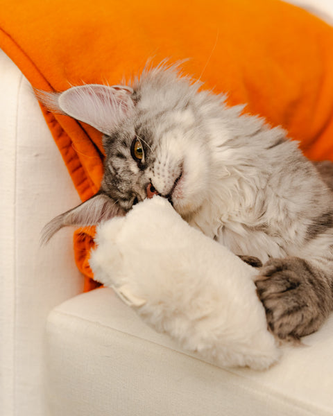 Silver Maine Coon cat biting the Kicker cat toy and bunny-kicking it with the back legs