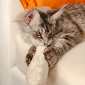 Cat holding the Kicker cat toy in both front paws mid-bite