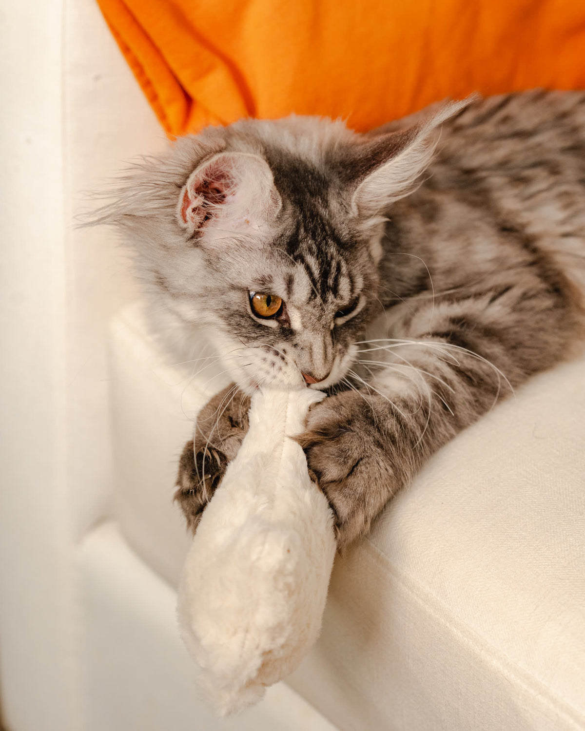 Cat holding the Kicker cat toy in both front paws mid-bite