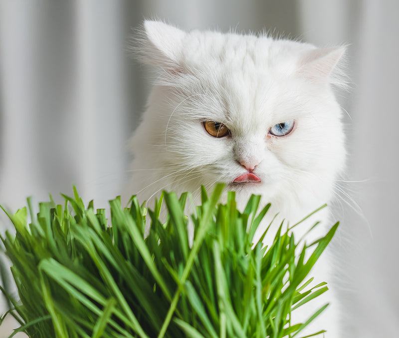 Fresh Cat Grass Delivered to Your Door in Dubai
